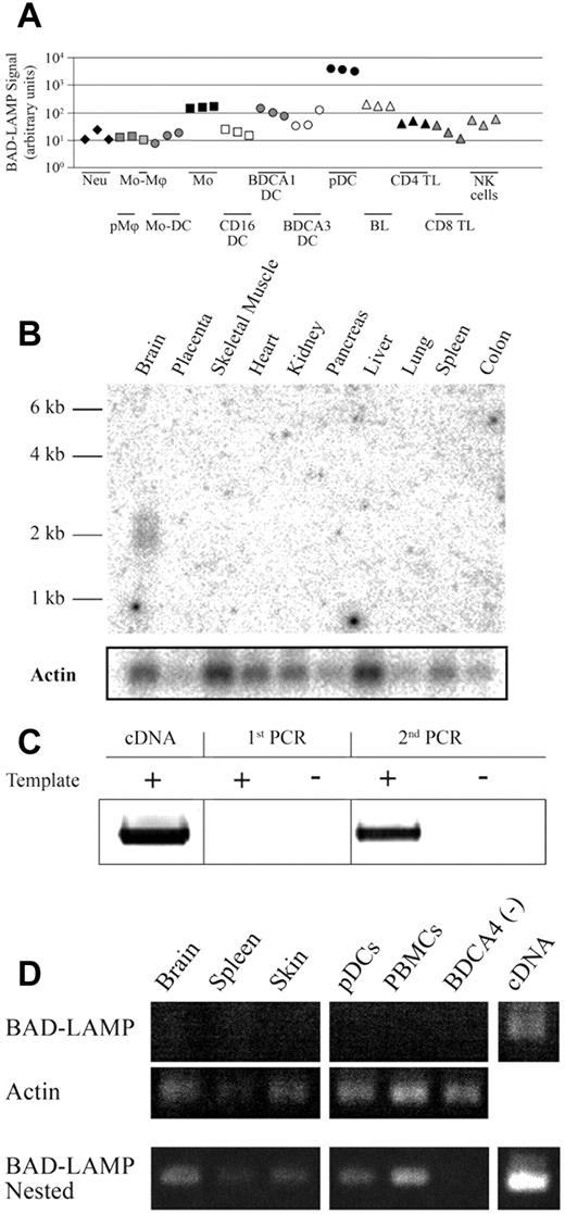 Figure 1. BAD-LAMP mRNA expression profile in human leukocytes. (A) Gene microarray quantitation of BAD-LAMP mRNA expression in human leukocytes. Results are shown as the fluorescent signal intensity for Affymetrix Human Genome U133 PLUS 2.0 ProbeSet 219463_at (expressed in arbitrary units in log scale). Quality controls, data sources, and data normalization have been described previously.32 Neu indicates neutrophils; pMθ, PBMC-derived macrophages; Mo-Mθ, monocyte-derived macrophages; Mo-DC, monocyte-derived GM-CSF + IL-4 DCs; CD16 DC, blood Lin−HLA−DR+CD16+ DCs; BDCA1 DC, blood BDCA-1+ DCs; BDCA3 DC, blood BDCA-3+ DCs; BL, blood B lymphocytes; CD4 TL, blood CD4+ T lymphocytes; CD8 TL, blood CD8+ T lymphocytes; (B) Tissue expression of BAD-LAMP assessed by northern blot. A signal was detected only in the adult human brain. Actin mRNA levels are shown as a control. (C) Detection of BAD-LAMP transcript in human spleen RNA total extracts by nested RT-PCR. (D) Detection of BAD-LAMP transcript in total RNA extracts from human samples. Actin levels after the first PCR round are shown as a control. A plasmid containing BAD-LAMP cDNA was used as a positive control.