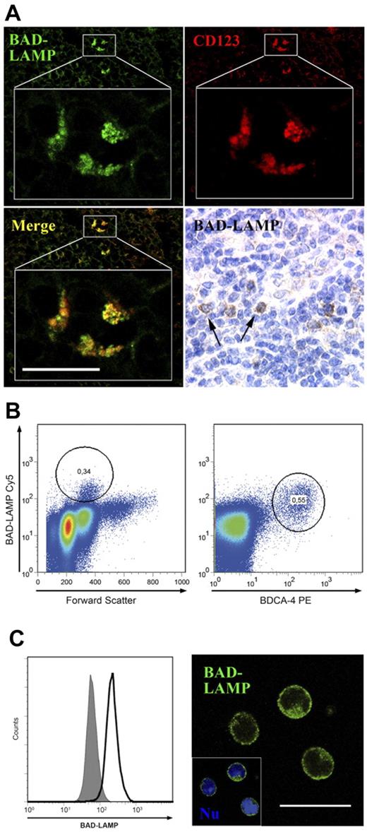 Figure 2. BAD-LAMP is detected specifically in pDCs. (A) Detection of BAD-LAMP in human lymphoid tissue. Paraffin human spleen sections were stained with mAbs against CD123 (red) and BAD-LAMP (green). Overlay shows that BAD-LAMP+ cells are also CD123+ (merge, yellow). Bar indicates 20μm. Paraffin-fixed human tonsil sections were stained for immunohistochemistry (bottom right). BAD-LAMP+ cells display a pDC morphology (arrows, ×800) next to HEV. (B) Intracellular FACS staining on human PBMCs. A rare cell population can be isolated based on BAD-LAMP expression (left). BAD-LAMP+ cells were identified as pDCs based on BDCA-4 expression (right). (C) BAD-LAMP staining on purified pDCs. Cells stained in intracellular FACS (left) are homogenously BAD-LAMP+ (solid line) compared with isotype control background (filled graph). BAD-LAMP is localized in intracellular membrane compartments of BDCA-4+ pDCs, as shown by confocal microscopy (green, right). Nucleus (Nu) staining is shown in blue. Bar indicates 20μm.