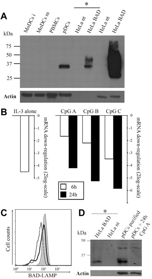Figure 3. Regulation of BAD-LAMP during pDC activation. (A) BAD-LAMP detection by immunoblot. Cell lysates from different cell types were separated by SDS-PAGE and revealed using the 34.2 mAb against BAD-LAMP. A single specific band was detected in pDC extracts around 35 kDa and not in immature MoDCs (MoDCs i), lipopolysaccharide-activated MoDCs (MoDCs m), nor in total PBMCs. HeLa cells transfected with BAD-LAMP cDNA (HeLa BAD) and control (HeLa nt) were used as a positive control both for specificity and as a reference for the glycosylation pattern. Asterisk (*)–marked lanes were loaded with a lower amount of total proteins to compensate for the high BAD-LAMP expression levels in transfected cells. Actin levels are shown as loading controls. (B) BAD-LAMP mRNA levels are down-regulated upon IL-3 treatment and CpG activation. Purified pDCs were cultivated in presence of IL-3 for 6 or 24 hours and stimulated or not with A-, B- or C-type CpG ODNs. BAD-LAMP mRNA levels were determined using quantitative RT-PCR. Levels for CpG-treated cells were normalized relative to the IL-3–only condition. Results are from one representative experiment (n = 3). (C) BAD-LAMP is down-regulated at the protein level upon CpG activation. After 24 hours of culturing freshly isolated pDCs (filled graph) with IL-3 (solid black line) and A-type CpG ODN (dashed gray line), BAD-LAMP expression monitored by intracellular FACS staining was down-regulated in pDCs. IL-3 treatment was sufficient to decrease BAD-LAMP levels. (D) BAD-LAMP is no longer detectable by immunoblot in pDCs after 24 hours of A-type CpG ODN stimulation. Low amounts of HeLa BAD and HeLa nt (*) were used as a specificity control. Actin levels are shown as loading controls.