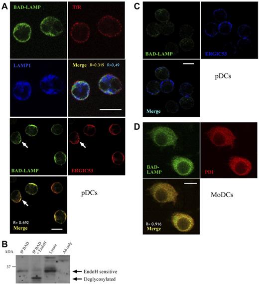 Figure 5. BAD-LAMP is localized in the ERGIC. (A) Immunofluorescence staining for BAD-LAMP in purified pDCs. BAD-LAMP (green, top panels) costaining with early endosomal marker transferrin receptor (TfR, red) and the lysosomal marker LAMP1 (blue) show no overlap. The BAD-LAMP (green, bottom panels) and the ERGIC marker ERGIC53 (red) display a strong colocalization (arrow) confirmed by Pearson coefficient calculation (0.6). Bar indicates 10μm. (B) Analysis of BAD-LAMP glycosylation by enzymatic treatments. Immunoprecipitation from pDC lysate and subsequent endoglycosidase H (EndoH) treatment reveals that BAD-LAMP glycosylation remains endo H sensitive. Total lysate and antibodies alone (Ab) are shown as controls. (C) Immunofluorescence staining for BAD-LAMP in pDCs cultured with IL-3 and A-type CpG ODN for 6 hours. BAD-LAMP (green) was lost whereas ERGIC53 distribution (blue) was not affected by activation. Bar indicates 10μm. (D) Confocal microscopy of BAD-LAMP heterologous expression in human monocyte-derived DCs. Six hours after transfection, BAD-LAMP (green) and ER-resident PDI (red) displayed extensive colocalization. Bar indicates 10μm. Pearson coefficient values are shown as R.