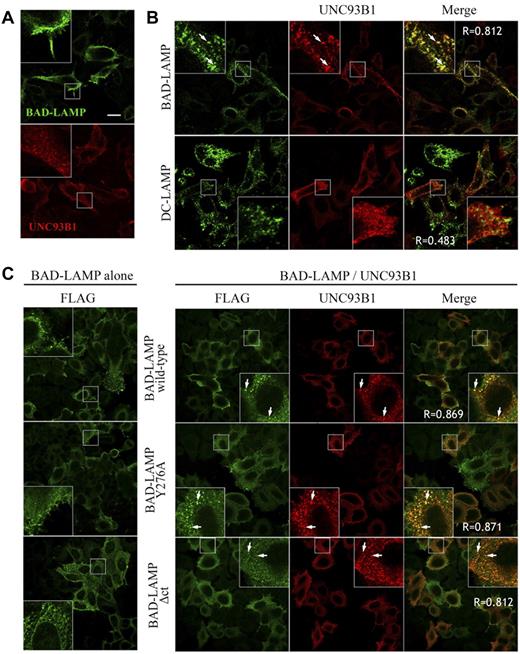 Figure 6. BAD-LAMP colocalizes with UNC93B1 in transfected HeLa cells. (A) BAD-LAMP and UNC93B1 have different cellular localization when overexpressed together in HeLa cells. BAD-LAMP (green, top) is mainly targeted to the plasma membrane with a small portion is found in endocytic compartments. UNC93B1 (red, bottom) is localized in the ER. Bar indicates 20μm. (B) When coexpressed, BAD-LAMP (green) and UNC93B1 (red) colocalize in large endosomal intracellular vesicles (top panels, arrows). Conversely, upon expression of the structurally related endosomal resident DC-LAMP (green), intracellular trafficking UNC93B1 (red) remains unchanged (bottom panels). (C) Flag-tagged BAD-LAMP mutants have different sorting behaviors. Flag-BAD-LAMP (wt) is targeted to the cell surface and partially to endosomes (green, left panels), whereas the Flag-BAD-LAMP Y276A mutant is almost exclusively localized at the plasma membrane. Flag-BAD-LAMP ΔCt mutant is retained in the ER. Upon cotransfection with His-UNC93B1 (red, right panels), all of the different flag-tagged forms of BAD-LAMP (green, right panels) are sorted together with His-UNC93B1 (red) in the same intracellular endosomal compartments (arrows). Pearson coefficient values are shown as R.