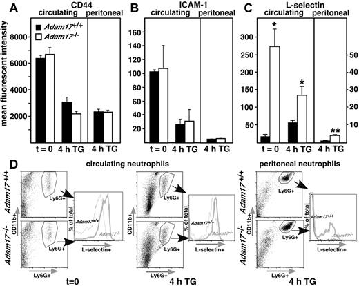 Figure 2. Among 3 neutrophil adhesion substrates, only cell-surface levels of L-selectin are significantly elevated on Adam17−/− circulating and peritoneal neutrophils. (A-C) Cell-surface levels of Adam17 adhesion substrates CD-44 (A), ICAM-1 (B), and L-selectin (C) were evaluated on circulating and peritoneal neutrophils by flow cytometry. Data are expressed as means ± SD of mean fluorescent intensity. Significant elevation of cell-surface expression of only L-selectin was observed in Adam17−/− chimeras in both circulating and peritoneal neutrophils (*P = .03 and **P < .01, respectively, n = 5 per group). Multiple replicate experiments showed comparable differences. (D) Representative set of scatter plots is shown (left) for circulating and peritoneal neutrophils (evaluated by CD11b and Ly6G staining) with histograms of percentage of L-selectin+ cells from the total Ly6G+-gated population (right). Data are shown at 4 hours after thioglycollate injection and without thioglycollate injection for circulating neutrophils.