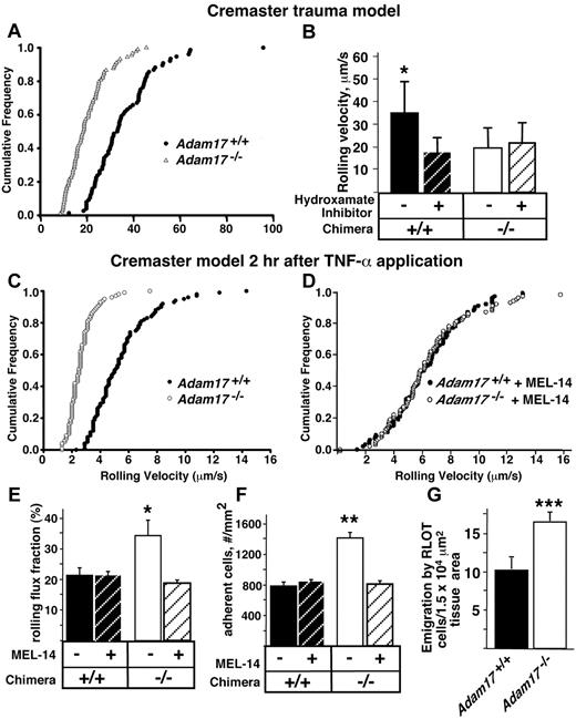 Figure 3. A significant decrease in leukocyte rolling velocity and increased adhesion of Adam17−/− leukocytes in vivo may contribute to their accelerated neutrophil emigration in the peritonitis model. (A) To investigate possible mechanisms involved in the accelerated neutrophil influx, leukocyte rolling velocity was analyzed by intravital microscopy of the exteriorized cremaster muscle of Adam17-null and WT chimeras. The cumulative frequency of velocities of rolling leukocytes in Adam17−/− (▵) and Adam17+/+ (●) chimeras demonstrated a significant reduction in rolling velocity in vivo in Adam17-null chimeras (P < .05). Rolling velocities of at least 75 cells per group (n ≥ 4 mice) were measured. (B) Addition of a hydroxamate metalloproteinase inhibitor diminished the rolling velocity in WT chimeras; however, the inhibitor had no effect on rolling velocity of Adam17−/− chimeras. To model the inflammatory response, TNF-α was administered 2 hours before intravital microscopy and the cumulative frequency of leukocyte rolling velocity was determined (C). (D) Leukocyte rolling velocity was also determined for Adam17+/+ and Adam17−/− chimeras in the presence of Fab fragments of L-selectin antibody MEL-14. The presence or absence of L-selectin MEL-14 Fab fragments was also used to analyze the rolling flux fraction (the number of rolling leukocytes as a fraction of total leukocytes flowing through the venule/unit time; *P = .01 relative to Adam17+/+ chimeras and P = .02 relative to Adam17−/− chimeras with MEL-14; E), and adhesion for Adam17+/+ and Adam17−/− chimeras (**P < .0001 relative to all other parameters; F). (G) Leukocyte extravasation was investigated using reflected light oblique transillumination microscopy. Emigrated cells were determined in an area reaching out 75 mm to each side of the vessel over a distance of 100-mm vessel length (***P = .0002). Data in panels B, E, F, and G are expressed as means ± SD.