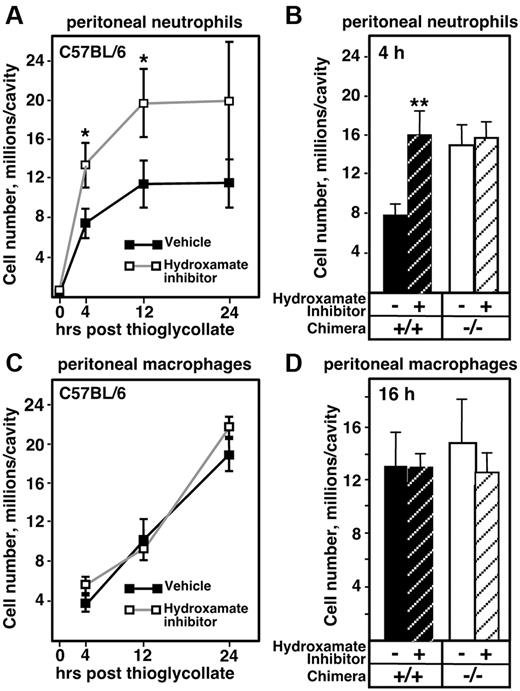 Figure 5. Accelerated neutrophil emigration in Adam17−/− chimeras after thioglycollate injection is completely blocked by the administration of L-selectin antibody, but MEL-14 has no effect on monocyte influx. Fab fragments of the blocking L-selectin antibody MEL-14 or control IgG (30 μg/mouse) were administered just before thioglycollate injection. (A) MEL-14 completely blocked the accelerated neutrophil emigration in Adam17−/− chimeras (n = 5 per group except Adam17+/+ with MEL-14, n = 4). Replicate experiments showed identical results. (B) Monocyte influx into the peritoneal cavity at 16 hours as described in the legend to Figure 4 was not altered by treatment with MEL-14 Fab. All data are expressed as means ± SD.