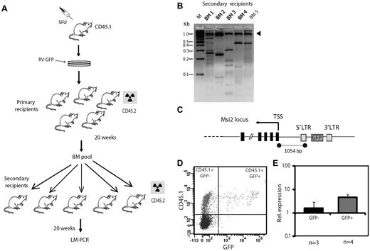 Figure 1. A retroviral screen for potential regulators of HSC function. (A) Experimental design of BM transplantation assays using donor cells infected with RV-GFP retrovirus. The radioactivity symbol denotes that the mice have been lethally irradiated. (B) Agarose gel showing the results of LM-PCR, with the arrowhead pointing to the internal control band (1 kb). M indicates marker DNA. (C) Schematic illustration of the Msi2 gene showing the provirus insertion site (not to scale) and the distance between the insertion and the transcription start site (TSS). LTR indicates long terminal repeat. (D) FACS plot from granulocyte-macrophage colonies obtained from a secondary recipient. (E) Msi2 expression as determined by qRT-PCR from sorted CD45.1+GFP− and CD45.1+GFP+ donor populations.