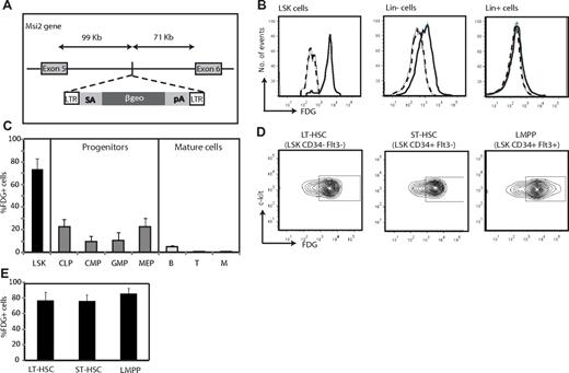 Figure 2. Expression of Msi2 within the hematopoietic system. (A) Diagram of the genetic modification of the Msi2 locus in Msi2Gt/Gt mice. A promoterless reporter gene (βgeo) was inserted into the mouse genome by integration of a retroviral gene-trap vector (rFlipROSAβgeo +1) carrying a splice acceptor sequence (SA) and a polyadenylation signal (pA). It was inserted in intron 5, at 99 465 bp 3′ of exon 5 of Msi2, generating an Msi2/βgeo fusion protein, preserving the N-terminal part of Msi2. (B-E) Expression of Msi2 using staining for β-galactosidase activity with a fluorescent substrate (FDG) as the readout. (B) Expression of Msi2 in LSK cells (Lin−c-Kit+Sca-1+) as well as in Lin− and Lin+ BM subsets of an Msi2+/Gt adult mouse. FDG fluorescence intensity is shown for cells incubated with the reagent (solid lines) or kept untreated (broken lines). (C) Histograms showing the percentage of cells expressing Msi2 in LSK cells, intermediate progenitors, and mature cells. Error bars indicate SEM (n = 5). (D-E) Expression of Msi2 in LT-HSCs, ST-HSCs, and LMPPs (n = 5).