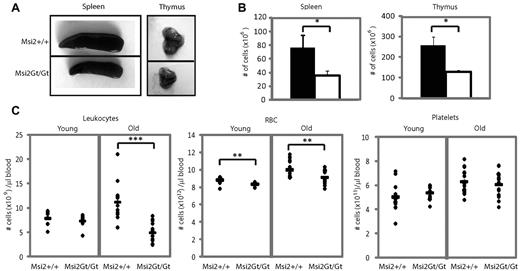 Figure 4. Analysis of secondary hematopoietic organs and mature blood cells. (A) Images of a representative spleen and thymus from 12-week-old Msi2+/+ and Msi2Gt/Gt mice. (B) Number (±SEM) of nucleated cells in spleen and thymus (n = 11). (C) Hematologic analysis of peripheral blood from young (n = 16) and old (n = 28) Msi2+/+ and Msi2Gt/Gt mice, showing the number of leukocytes, RBCs, and platelets. The black bars represent the mean value for each group. Error bars indicate SEM. *P < .05; **P < .005; ***P < .0005.