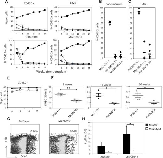 Figure 7. BM transplantation experiments. (A-C) Competitive repopulation of Msi2-defective BM cells. Lethally irradiated congenic (CD45.1/2) mice were reconstituted with different ratios of CD45.2+ donor BM cells from either Msi2Gt/Gt or Msi2+/+ (B6) origin with CD45.1 (B6/SJL) competitor BM cells. Mixtures were transplanted and reconstitution monitored by quantifying the percentage of donor-derived CD45.2+ nucleated blood cells in recipients at different times thereafter. Shown are the kinetics of reconstitution of donor-type leukocytes in the peripheral blood (total number of CD45.2+ cells), B cells (B220 antigen), T cells (CD4/CD8 antigens), and myeloid cells (Mac-1/Gr-1 antigens). Shown are 1:1 mixtures of WT donor with competitor cells (squares), 1:1 Msi2 donor with competitor cells (circles), and 7:3 Msi2 donor with competitor cells (triangles). At 24 weeks mice were killed and the contribution of CD45.2 cells to the total BM (B) and LSK (C) population was determined. The data are from 2 independent experiments with 3-4 recipient mice per group. (D-G) Noncompetitive BM transplantation. 107 total BM cells were transplanted into lethally irradiated congenic recipients (CD45.1/2). The percentage of donor-derived cells among total blood leukocytes was determined by flow cytometry. (D) Total leukocyte counts were determined at 8, 16, and 20 weeks after transplantation. Mice were killed 20 weeks after transplantation and BM cells were analyzed. (E) FACS plots are shown for LSKs. (F-G) Histogram showing the total numbers of LSK CD34− (HSCs) and LSK CD34+ (progenitors) in the transplanted animals. Data shown are from 1 experiment with 4 recipient mice per group. Error bars indicate SEM. *P < .05; **P < .005.