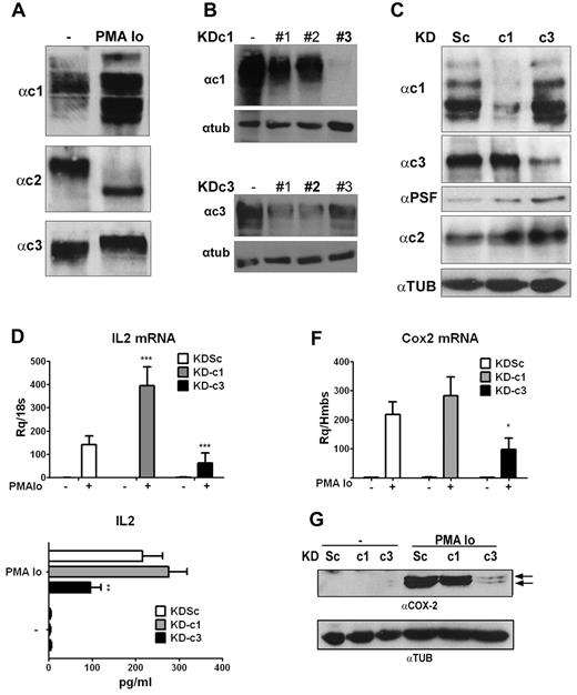 Figure 1. Knockdown of NFATc1 and NFATc3 has differential effects on induced expression of IL2 and COX2 in Jurkat cells. (A) Representative Western blot showing expression of NFATc1, NFATc2, and NFATc3 in total extracts of resting Jurkat cells or cells activated with PMA + Io. (B) HEK cells were transfected with pcDNA3.1 NFATc1 or c3 alone (−) or together with pSupeRetro shRNA sequences targeting NFATc1 (KDc1) and NFATc3 (KDc3). KDc1 shRNA #3 and KDc3 shRNA #2 were selected. (C) Jurkat cells were infected with the indicated knock-down LV vectors: Sc (control), c1 (NFATc1), and c3 (NFATc3). Expression of NFATc1, NFATc2, and NFATc3 protein was detected in lentivirus-infected Jurkat cells stimulated with PMA + Io for 5 hours. PTB-associated splicing Factor expression was monitored as a loading control for NFATc1 and NFATc3; tubulin expression was monitored as a loading control for NFATc2. (D) IL2 mRNA expression determined by qPCR after 2 hours of stimulation. (E) IL2 release measured by ELISA after 8 hours of stimulation. (F) COX2 mRNA levels determined by qPCR after 2 hours of stimulation. (G) Representative Western blot showing COX2 protein expression after 24 hours of stimulation. Tubulin (TUB) was used as a loading control. *P < .05, **P < .01, and ***P < .001 compared with control (KDSc) (n = 3).