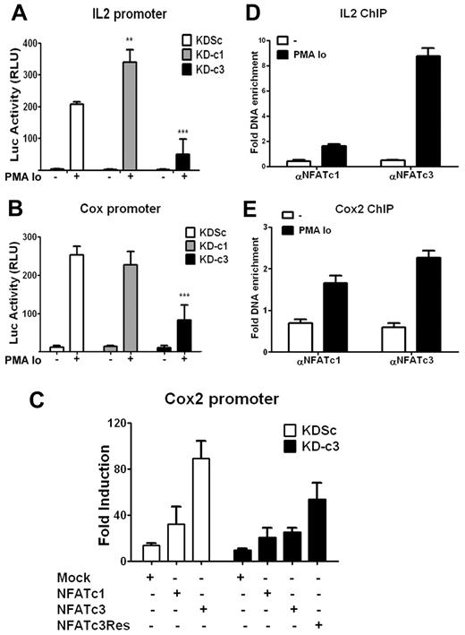 Figure 2. NFATc3 up-regulates the transcriptional activity of IL2 and COX2 promoters. (A-B) Jurkat cells were infected with the indicated knock-down LV vectors, and 48 hours later were transiently transfected with a luciferase reporter construct containing the IL2 (A) or the COX2 (B) promoter. After 16 hours, cells were stimulated for 5 hours with PMA + Io and luciferase activity was measured. Luciferase activity is shown in relative light units. Data are means ± SD (n ≥ 3); **P < .01 and ***P < .001 compared with control (KDSc). (C) Jurkat cells expressing KDSc or KD-c3 were transfected with the COX2-luc reporter construct plus an expression plasmid encoding wild-type NFATc1 (c1), wild-type NFATc3 (c3), or knock-down–resistant NFATc3 (c3Res). After 16 hours, cells were stimulated with PMA + Io for 5 hours and luciferase activity was measured. Luciferase activity is shown as the -fold induction relative to nonstimulated cells. One representative experiment of 4 is shown. (D-E) ChIP assays of NFATc1 and NFATc3 in Jurkat cells stimulated for 30 minutes with PMA + Io; histograms show the increased binding of both transcription factors to the endogenous promoters of IL2 (D) and COX2 (E). Data represent the amount of chromatin precipitated with αNFATc1 or αNFATc3 antibody compared with the input and are normalized to values obtained with IgG control antibodies. The results shown are representative of at least 3 experiments.