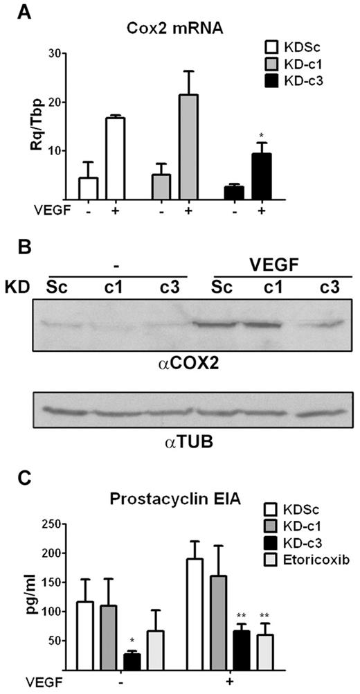 Figure 4. NFATc3-dependent COX2 expression and activity in endothelial cells. (A) shRNA-transformed HUVECs were treated with VEGF (50 ng/mL) for 5 hours and the expression of COX2 mRNA analyzed by qPCR. *P < .05 compared with control (KDSc) (n = 3). (B) Representative Western blot of COX2 protein expression in VEGF-stimulated shRNA-transformed HUVECs. Tubulin (TUB) expression was analyzed as a loading control. (C) EIA detection of prostacyclin release, an index of COX2 activity, in VEGF-stimulated shRNA-transformed HUVECs. Treatment of KDSc-expressing cells with the COX2-specific inhibitor etoricoxib (10μM) was used as a positive control of inhibition. *P < .05 and **P < .01 compared with control (KDSc) (n = 3).