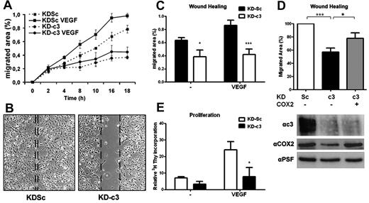 Figure 5. NFATc3 knockdown blocks COX2-dependent endothelial cell migration and proliferation. (A) Time course of HUVEC migration in wound-healing experiments. HUVEC monolayers in medium containing 1% serum were scratched, and VEGF (100 ng/mL) was added to stimulate endothelial cell migration. The migrated area was measured from captured images at the indicated times. The graphic shows 1 representative experiment out of 3 performed. (B) HUVECs expressing KDSc or KD-c3 were analyzed with an in vitro wound-healing assay. Shown is a photomicrograph of representative fields after 14 hours of stimulation. Dotted lines mark the limits of the unpopulated area. (C) Quantification of migrated area (the proportion of the denuded area repopulated by migrating cells) at 14 hours (mean ± SD; n = 3). (D) Wound-healing assay with VEGF-stimulated HUVECs expressing KDSc, KD-c3, or KD-c3 + COX2. Knockdown of NFATc3 and overexpression of human Cox2 were detected by Western blot (bottom). (E) Endothelial proliferation assay. HUVECs were incubated with VEGF (50 ng/mL) and 3H-thymidine (1μCi/mL) for 48 hours. Values of incorporated 3H-thymidine for each condition were normalized to the within-experiment mean. Data are the means ± SD of 3 independent experiments performed at least in triplicate. *P < .05, **P < .01, and ***P < .001 compared with control (KDSc).