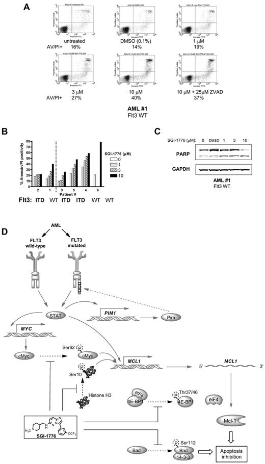 Figure 7. Induction of apoptosis by SGI-1776 in AML primary cells. (A) Flow cytometry analysis of annexin-FITC/propidium iodide staining of AML primary cells (patient 1) that were either untreated, treated with 0.1% DMSO vehicle alone, 1, 3, 10μM SGI-1776 or 10μM SGI-1776 with 25μM ZVAD for 24 hours. (B) Graphical representation of annexin/PI positive cells in AML cells cultured with increasing concentrations of SGI-1776 in media supplemented with autologous plasma (patients 1 and 2 left of dotted line) or with FBS (patients 3, 4, 5, and 6 right of dotted line). (C) Immunoblot analysis of PARP protein using GAPDH as a loading control in AML primary cells (patient 1). (D) Summary of relevant AML pathway signaling pathways (solid arrows) and Pim kinase phosphorylation targets (dashed arrows). In all 3 AML cell lines and primary AML cells, inhibition of Pim kinase function by SGI-1776 results in the decrease of downstream target protein Mcl-1 and induction of apoptosis.