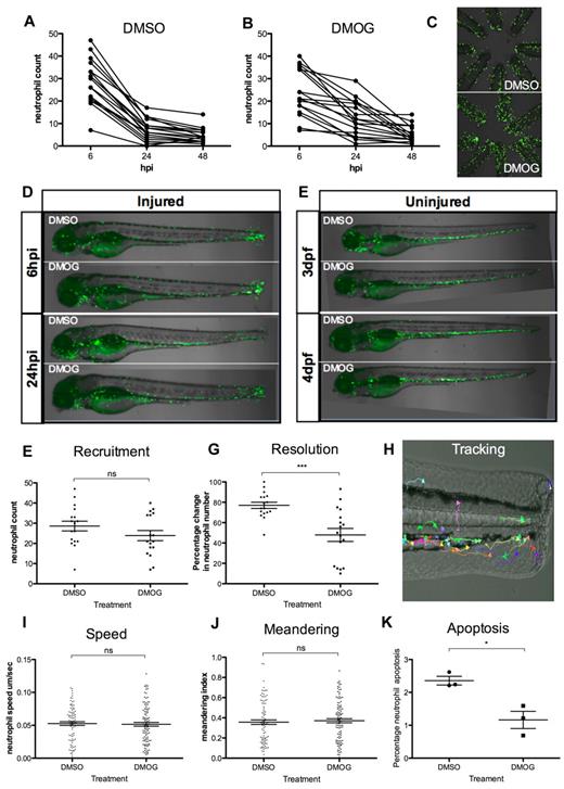 Figure 1. DMOG delays resolution of neutrophilic inflammation. (A-B) Fluorescent neutrophil numbers in the mpx:GFP line were counted at 6, 24, and 48 hpi in anesthetized embryos. Six hpi is the time point of maximal neutrophil recruitment. By 24 hpi, neutrophilic inflammation has resolved in wild-type embryos. At 4 hpi, fish were treated with 100μM DMOG (B) or with DMSO as vehicle control (A). Data shown are individual embryos for each line, n = 18 performed as 3 independent experiments. (C) Fluorescence photomicrographs of 8 zebrafish tails from control (DMSO; top panel) and DMOG-treated (bottom panel) larvae. Imaged at 24 hpi, original magnification ×2 on a TE2000U inverted microscope (Nikon) at constant exposure. (D-E) Overlaid fluorescence and brightfield photomicrographs of injured 3 dpf embryos at 6 and 24 hpi (D) or uninjured 3 and 4 dpf embryos (E) after treatment at 3 dpf with DMSO and DMOG. Imaged at original magnification ×2 on a TE2000U inverted microscope (Nikon) at constant exposure. (F) The 6-hpi time point neutrophil counts, in DMSO- and DMOG-treated zebrafish embryos. Data shown are mean ± SEM, n = 18 performed as 3 independent experiments. (G) Resolution of the cellular component of inflammation is decreased in DMOG-treated embryos, expressed as percentage of change in neutrophil number between 6 and 24 hpi. Data shown are mean ± SEM, n = 18 performed as 3 independent experiments. P values were calculated using 1-way ANOVA and Bonferroni multiple comparison test, *P < .05, **P < .01, and ***P < .001. (H) Photomicrograph of a typical tracking experiment, with arrows indicating the path of neutrophil movement over a 1-hour time lapse during the recruitment phase of inflammation (1-2 hpi). No difference was observed in the speed of neutrophil migration (I) or meandering index (displacement/path length; J) in DMOG-treated larvae compared with DMSO controls. Data shown are mean ± SEM, n = 18 performed as 3 independent experiments. (K) TUNEL and TSA colocalization shows the percentage of neutrophils at the injury site undergoing apoptosis. Data shown are mean ± SEM, n = 3 performed as independent experiments each containing 35 to 40 embryos/treatment group.