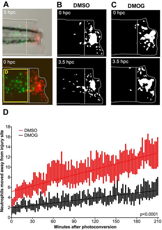 Figure 2. DMOG retains neutrophils in the region of tissue injury. (A) Photomicrographs of a 3-dpf photoconverted, DMSO-treated, lyz:Kaede embryo at 0 hours postconversion (hpc). The white dashed line indicates the border of the site of transection area. The cells to the right of the line were photoconverted, leaving them with red fluorescence rather than green. The bottom fluorescent panel shows the area of interest where neutrophils migrated away from the injury site shown in a subsequent figure (D). (B) Photomicrographs of the same embryo as in panel A at 0 and 3.5 hpc. The red channel only is shown, as a binary image. Between 0 and 3.5 hpc, photoconverted cells have migrated away from the site of transection. (C) Photomicrographs of a DMOG-treated embryo at 0 and 3.5 hpc converted into black and white. Fewer photoconverted leukocytes have migrated away from the site of transection. (D) Plot showing the number of photoconverted leukocytes leaving the area of transection over 3.5 hpc in DMSO- and DMOG-treated embryos. Data shown are mean ± SEM, n = 9 performed as 2 independent experiments. Line of best fit shown is calculated by linear regression. P value shown is for the difference between the 2 slopes.