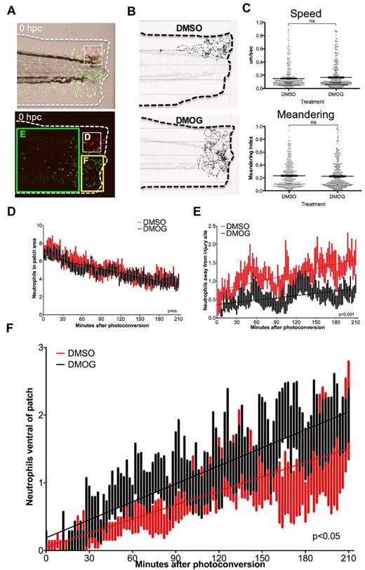 Figure 3. DMOG treatment causes a change in direction of neutrophil movement independent of neutrophil speed and meandering. (A) Photomicrographs of a 3-dpf photoconverted, DMSO-treated, lyz:Kaede embryo at 0 hpc. The white box indicates the area of photoconverted neutrophils. The bottom panel shows the regions to which neutrophils migrated in subsequent panels (D-F). (B) Photomicrographs of examples of DMSO (top panel)– and DMOG (bottom panel)–treated embryos with the tracks of neutrophils over the first 3.5 hpc shown. The dashed line indicates the outline of the embryo. (C) Tracking of neutrophils over the first 3.5 hpc in the resolution phase of inflammation showed no difference in the speed of neutrophil migration (top panel) or meandering index (displacement/path length; bottom panel) in DMOG-treated larvae compared with DMSO controls. (D) Leukocytes leave the photoconversion site at the same rate in DMOS- and DMOG-treated embryos over 3.5 hpc. (E) Number of photoconverted leukocytes moving away from the wound is shown over 3.5 hpc in DMSO- and DMOG-treated embryos. (F) More neutrophils remain and patrol the injury site in DMOG-treated embryos, because a greater number of leukocytes move within the injury region, ventrally away from the patch area. (D-F) Data shown are mean ± SEM, n = 14 performed as 3 independent experiments. Line of best fit shown is calculated by linear regression. P values shown are the differences between the 2 slopes.