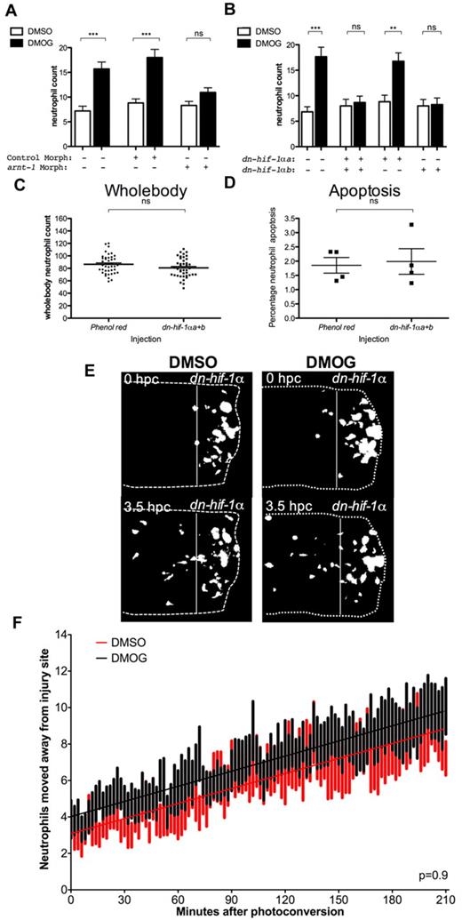 Figure 4. DMOG-induced delay in inflammation resolution is blocked by genetic inhibition of the Hif-1α pathway. (A) The 24 hpi neutrophil counts in the mpx:GFP line at 2 dpf after injection with control and arnt-1 morpholinos. DMSO and DMOG treatment was performed at 4 hpi. Data shown are mean ± SEM, n = 12 performed as 2 independent experiments. (B-E) We injected 177 pg of dominant-negative hif-1α RNA into the 1-cell-stage zebrafish mpx:GFP embryos, and then neutrophil counts were performed at 24 hpi after tail transection at 2 dpf. (B) Injection of dominant-negative hif-1αb abrogated the increase in neutrophil number at the site of injury at 24 hpi seen with DMOG treatment, whereas embryos injected with phenol red as a negative control, or dominant-negative hif-1αa alone exhibited a significant increase in neutrophil number after DMOG treatment. Data shown are mean ± SEM, n = 24 performed as 2 independent experiments. P values were calculated using 1-way ANOVA and Bonferroni multiple comparison test, where P < .05, **P < .01, and ***P < .001. (C) Injection of dominant-negative hif-1α variants led to no significant difference in total neutrophil number at 2 pf compared with phenol red–injected negative control embryos. Data shown are mean ± SEM, n = 36 performed as 3 independent experiments. (D) Injection of dominant-negative hif-1α caused no significant change in percentage of neutrophils at the injury site colabeling with TUNEL stain (12 hpi injured at 2 dpf). Data shown are mean± SEM, n = 4 performed as independent experiments containing 5 to 25 embryos/injection group/repeat. (E-F) Dominant-negative hif-1α can block the increased neutrophil retention at the site of injury caused by DMOG treatment. Embryos were injected with dominant-negative hif-1αb, grown to 3 dpf, and imaged 3.5 hours after photoconversion, with only the red channel shown, as a binary image. (E, left panels) In DMSO-treated larvae, red-labeled neutrophils have migrated away from the site of transection. (E, right panel) In DMOG-treated larvae, red-labeled neutrophils also move away from the site of transection. (F) The number of red (photoconverted) lysozyme C–labeled cells leaving the area of transection at 6 hpi over a time period of 3.5 hpc in DMSO- and DMOG-treated embryos at 2 dpf that were injected at the 1-cell stage with dominant-negative hif-1αb. Data shown are mean ± SEM, n = 14 performed as 3 independent experiments. Line of best fit shown is calculated by linear regression. P value shown is the difference between the 2 slopes.