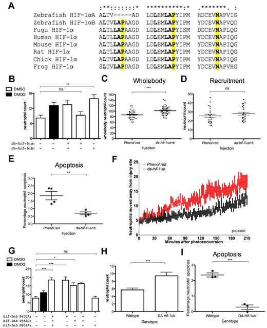 Figure 5. Dominant-active hif-1αb delays resolution of neutrophilic inflammation. (A) Partial protein alignment showing the conserved hydroxylation sites of Hif-1α. Dominant-active hif-1α has the following nonhydroxylatable mutations: Hif-1αb P402A, P564G, N804A and Hif-1αa P493G, N678A (Hif-1αa lacks the first proline hydroxylation residue). (B-F) Dominant-active forms of hif-1α RNA (177 pg) were injected into the 1-cell-stage zebrafish mpx:GFP embryos, tailfin transection was performed at 2 dpf, and neutrophils counted at 24 hpi. (B) Dominant-active hif-1α caused a significant increase in neutrophil number in the absence of DMOG treatment compared with phenol red–injected negative controls. Dominant-active hif-1αb alone was able to recapitulate the DMOG phenotype, whereas dominant-active hif-1αa homolog did not. Data shown are mean ± SEM, n = 24 performed as 2 independent experiments. P values were calculated using 1-way ANOVA and Bonferroni multiple comparison test, where P < .05, **P < .01, and ***P < .001. (C) Injection of dominant-active hif-1α variants led to a significant increase in total neutrophil numbers at 2 dpf. Data shown are mean ± SEM, n = 36 performed as 3 independent experiments. (D) Injection of dominant-active hif-1α variants did not alter the recruitment of neutrophils to the injury site after 6 hpi when the tail was transected at 2 dpf. Data shown are mean ± SEM, n = 24 performed as 2 independent experiments. P values were calculated using 1-way ANOVA and Bonferroni multiple comparison test. (E) Injection of dominant-active hif-1α led to a significant decrease in percentage of neutrophils at the injury site colabeled with TUNEL apoptosis staining 12 hpi when injured at 2 dpf. Data shown are mean ± SEM, n = 4 performed as independent experiments containing 10 to 25 embryos/injection group/repeat. (F) Number of red (photoconverted) lysosyme C–labeled cells leaving the area of transection at 6 hpi over a time period of 3.5 hpc in phenol red– and dominant-active hif-1α–injected embryos at 2 dpf. Data shown are mean ± SEM, n = 14 performed as 3 independent experiments. Line of best fit shown is calculated by linear regression. P value shown is the difference between the 2 slopes. (G) Injection of hif-1αb with each hydroxylation site mutated individually shows that the asparagine hydroxylation site of Fih is not required for resolution of neutrophilic inflammation. Mutation of either proline hydroxylation site of Hif-1αb was sufficient to lead to the decrease in neutrophil inflammation resolution. Data shown are mean ± SEM, n = 24 performed as 2 independent experiments. (H) Tg(lyz:Gal4)i252;Tg(UAS:da-hif-1αb-IRES-GFP)i218 positive embryos and wild-type siblings underwent tailfin transection at 3 dpf. Data shown are 24 hpi TSA-positive neutrophil counts, mean ± SEM, n = 30 performed as 3 independent experiments. (I) Tg(lyz:Gal4)i252;Tg(UAS:da-hif-1αb-IRES-GFP)i218 positive embryos had a lower rate of neutrophil apoptosis analyzed by TUNEL staining at 12 hpi after tail transection at 3 dpf. Data shown are mean ± SEM, n = 3 performed as independent experiments containing 9 to 40 embryos/treatment group/repeat.