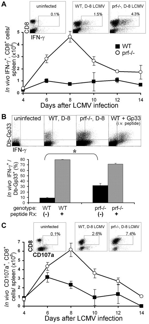 Figure 3. In vivo CD8+ T-cell activation is heightened in Ctx− mice after LCMV infection. (A) Splenic CD8+ T cells producing IFN-γ in vivo were quantitated at the indicated times after LCMV-WE infection by direct ex vivo staining (see “Methods”). Sample dot plots of uninfected and day 8 LCMV-infected WT or prf−/− mice are shown, with the percentage of CD8+ cells that are IFN-γ+ displayed (gated on MHC II− cells, 50 000 cells displayed). The numbers of IFN-γ+ CD8+ cells at day 6 and beyond were significantly different (P < .01) between WT and prf−/− mice (n = 6-12 per point). (B) Direct ex vivo IFN-γ staining of endogenous, Db-Gp33-specific CD8+ T cells was quantitated 8 days after LCMV infection by combining IFN-γ staining with MHC-tetramer staining. As a positive control, LCMV-infected mice were injected with 100 μg of Gp33 peptide 4 hours before animals were killed (+Gp33′ or peptide Rx). *P < .001. CD8+/CD4− cells are shown in dot plots (n = 4). (C) Splenic CD8+ T cells degranulating in vivo were quantitated at the indicated times after infection by direct ex vivo staining (see “Methods”). Numbers of CD107a+ cells at days 6, 8, and 10 were significantly different (P < .01) between WT and prf−/− mice (n = 6-8/point). 50 000 MHC II− cells are shown in the dot plots.