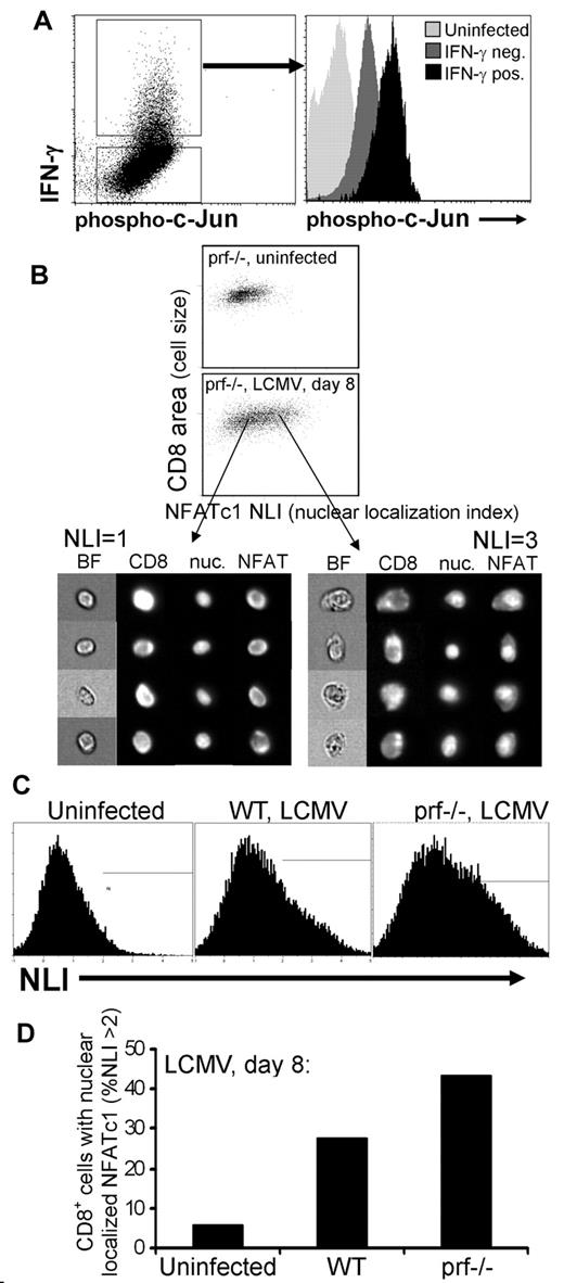 Figure 5. CD8+ T-cell populations from prf−/− mice display cell-signaling patterns indicating heightened antigenic stimulation after LCMV infection. (A) Phospho-c-Jun and IFN-γ staining of CD8+ T cells from prf−/− mice 8 days after LCMV infection. (B) Spleen cells from uninfected or LCMV-infected mice were fixed immediately ex vivo and analyzed for intracellular NFAT localization. CD8+/MHC II− cells are displayed, plotting CD8 area (a measure of cell size) against an index of nuclear localization (NLI) of NFATc1. Examples of cells with an NLI of 1 or 3 are shown. (C) NLI of CD8+/MHC II− cells from the indicated animals is plotted. (D) Percentage of CD8+ cells with nuclear-localized NFATc1 (NLI > 2) from uninfected and infected mice are displayed. P < .001 when comparing the NLI of CD8+ cells from LCMV-infected WT and prf−/− mice. Data are representative of 3 experiments.