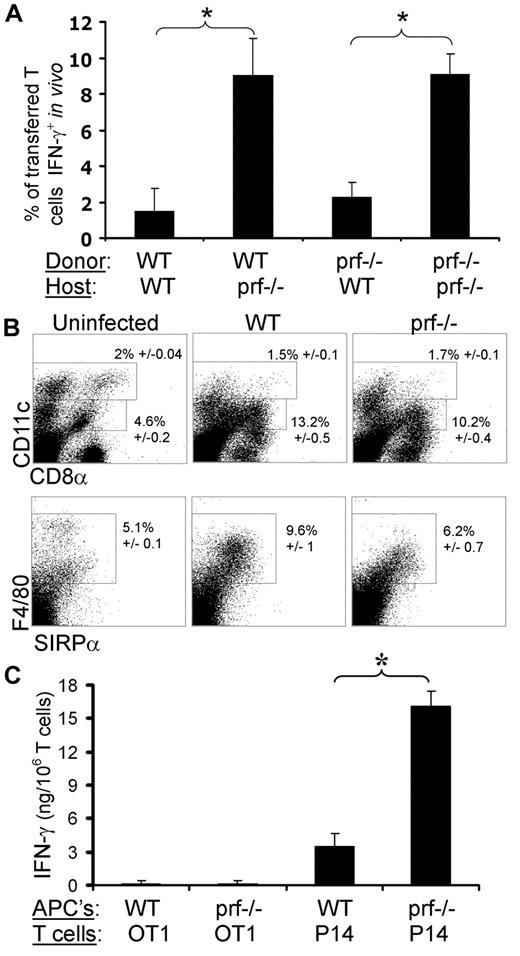 Figure 6. Increased T-cell activation in Ctx− mice after LCMV infection is due to heightened physiologic presentation of viral antigen. (A) Polyclonal, WT, or prf−/− (GFP+) T cells were transferred into either WT or prf−/− recipients 1 day before LCMV infection. The percentage of transferred CD8+ T cells that were producing IFN-γ+ in vivo was quantitated 6 days after infection. (B) Seven days after LCMV infection, spleens were disaggregated in collagenase and stained as indicated. Sample dot plots are shown, with the percentages of gated populations indicated (±SEM; n = 6-9 per group/stain). (C) Seven days after LCMV infection, T-cell–depleted spleen cells were plated with either LCMV-specific effector T cells (P14) or T cells of irrelevant specificity (OT1, ovalbumin) and specific IFN-γ production over background (spleen cells alone, which was < 5% of that measured in the presence of P14 T cells) was measured after 18 hours. *P < .01.