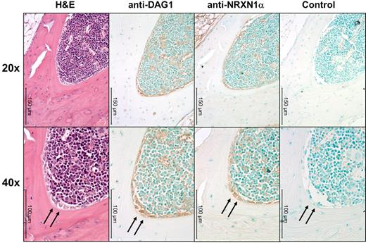 Figure 3. DAG1 and NRXN1α colocalize near osteoblasts in muBM. Low (20×) and higher (40×) power microphotographs of serial sections mounted using Permount mounting medium and stained with H&E or anti–α-DAG1, anti-NRXN1α, rabbit IgG isotype Abs. DAG1 and NRXN1α colocalized to active osteoblasts (marked with an arrow). Immunoreactivity was also observed along the periphery of megakaryocytes and erythrocytes for both DAG1 and NRXN1α. Note the lack of immunoreactivity in osteocytes and stromal cells. Micrographs were taken on a Leica DM3000 microscope with PLAN objective ×20 (NA 0.4) or a PLAN objective ×40 (NA 0.65) at room temperature. Images were captured using Leica Application Suite v3.6.0 from Leica Microsystems.