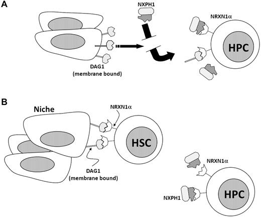 Figure 7. Diagrammatic role of NRXN1α, DAG1, and NXPH1 in the hematopoietic system. (A) NRXN1α, DAG1, and recombinant NXPH1 as they behave in the hematopoietic model in vitro. (B) Hypothetical interaction of NRXN1α, DAG1, and recombinant NXPH1 in vivo.