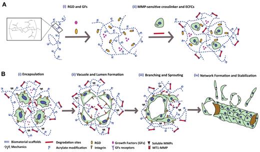 Figure 1. HA-hydrogel synthesis and study strategy. (A) Schematic of AHA hydrogels. AHA hydrogels are formed by reacting AHA molecules with RGD-containing peptides and encapsulating soluble growth factors (GFs; i). ECFCs and MMP-sensitive crosslinkers are then added to form the constructs (ii). (B) Schematic of vascular morphogenesis activation strategy at each stage during culture of AHA hydrogels. In response to RGD and soluble GFs, encapsulated ECFCs undergo vacuole formation, the first initial step in vascular morphogenesis. Vacuolated ECFCs then merge with the neighboring cells to form an open lumen compartment (i-ii). MMP-sensitive crosslinkers subsequently enable ECFC tubulogenesis to progress through both branching and sprouting, to form complex and comprehensive vascular networks (iii-iv).