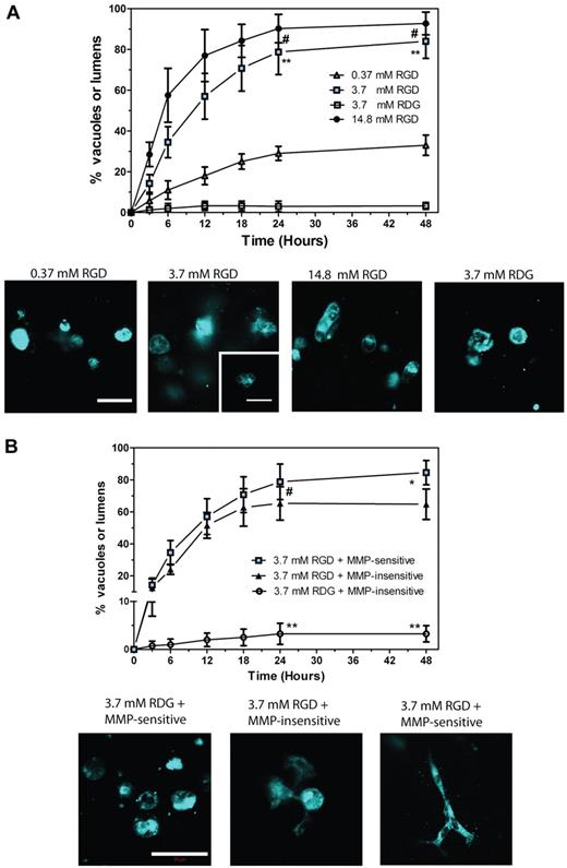 Figure 2. Matrix considerations. (A) RGD dose-dependent vacuolation of ECFC demonstrated by vacuole formation kinetics and represented images of vacuole vital stain FM 4-64 (cyan) at 24 hours. Scale bar is 100 μm. (Inset) High magnifications of single cells with abundant vacuoles in 3.7mM RGD. Scale bar is 20 μm. (B) Requisite of both RGD adhesion sites and MMP-degradable crosslinker for vacuolation of ECFC demonstrated by vacuole formation kinetics and represented images of vacuole vital stain FM 4-64 (cyan) at 24 hours. Significance levels were set at: #P > .05, *P < .05, and **P < .01. Scale bar is 50 μm.
