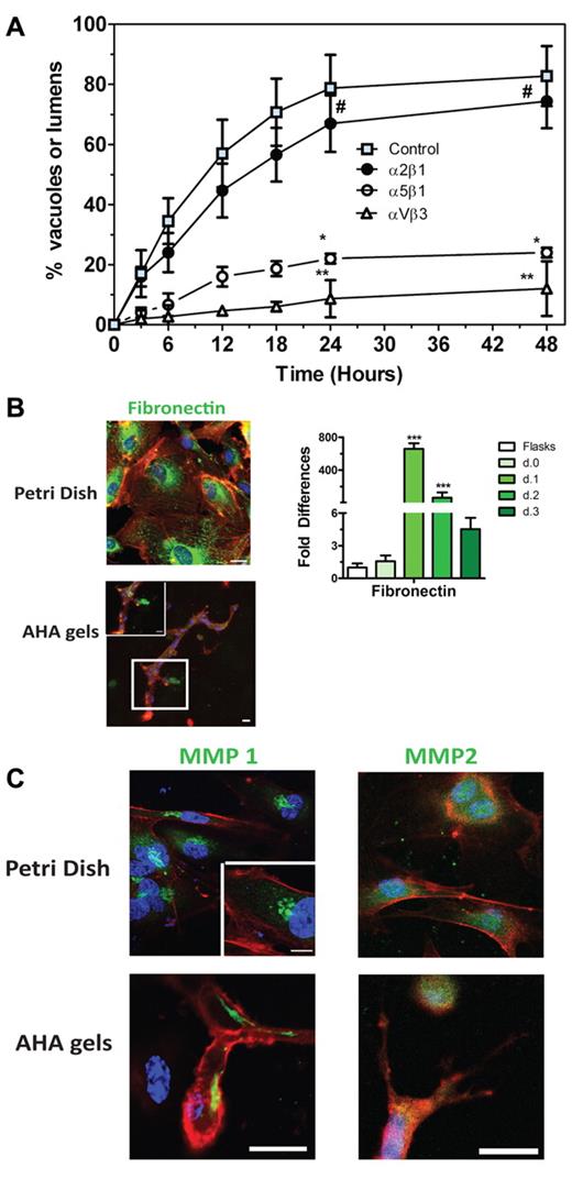 Figure 5. Cell and material interactions: adhesion. (A) Integrin-blocking assay revealed that RGD-dependent vacuolation and lumen formation within AHA hydrogels are regulated by αVβ3 and α5β1 integrins, but not by α2β1 integrins. (B) Real-time RT-PCR analysis reveals fibronectin expression of encapsulated ECFCs and confocal analysis detected some fibronectin deposited within the synthetic matrix (fibronectin in green; actin in red; nuclei in blue). (C) Confocal analysis revealed the membrane localization of MMP-1, and MMP-2 (both in green; actin in red; nuclei in blue) in the branching and sprouting ECFCs. Significance levels were set at: #P > .05, *P < .05, and **P < .01. Scale bars are 20 μm.