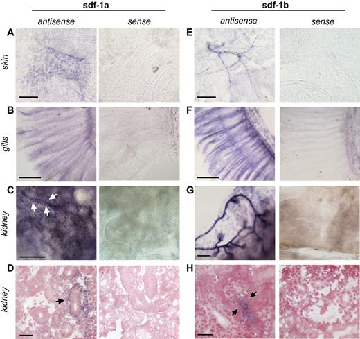 Figure 1. In situ hybridization of zebrafish tissues. Whole-mount in situ hybridization was performed on tissues from adult zebrafish skin (A,E), gills (B,F), and kidney (C-D,G-H). (A) sdf-1a expression in a chevron-shaped pattern in the skin. Bar represents 150 μm. (E) sdf-1b expression in skin structures with vascular morphology. Bar represents 150 μm. (B) sdf-1a expression in gills. Bar represents 250 μm. (F) sdf-1b expression in gills. Bar represents 250 μm. (C) sdf-1a expression in the kidney. Arrows indicate kidney tubule. Bar represents 100 μm. (D) Arrow indicates sdf-1a expression in renal tubules cells. Bar represents 25 μm. (G) sdf-1b expression in the kidney, showing predominant signal located in areas of glomeruli and adjacent tubules. Bar represents 100 μm. (H) Arrows indicate sdf-1b expression in proximal renal tubule. Bar represents 25 μm.