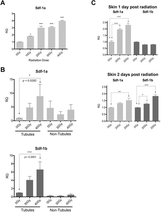 Figure 2. sdf-1 up-regulation in kidney and skin in response to preconditioning radiation. (A) Quantitative RT-PCR of whole zebrafish kidneys 1 day after fish received Cs137 radiation. n = 5 adult fish per group. (B) Quantitative RT-PCR of isolated renal tubule fractions and nontubule fractions 1 day after fish received Cs137 radiation. Data represent pooled results from 2 independent biologic experiments, with an ultimate total of 20 to 24 fish per condition. (C) Quantitative RT-PCR of skin 1 day (above) and 2 days (below) after fish received x-ray irradiation; n = skin from 5 fish per condition. (A-C) Experimental primers were normalized to B-actin controls. Error bars show mean RQ and SEM between duplicate quantitative RT-PCR reactions. Each radiation group is compared with the 0-Gy reference. ***P < .001 (analysis of variance with Tukey postanalysis). **.001 < P < .01 (analysis of variance with Tukey postanalysis). *.01 < P < .05 (analysis of variance with Tukey postanalysis).