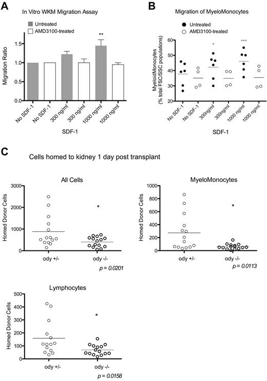 Figure 3. SDF-1 chemoattracts zebrafish WKM cells. (A) Two-hour in vitro transwell migration assay, with migration ratios calculated from hematocytometer total cell counts. Untreated, n = 4 experiments; and AMD3100-treated, n = 2 experiments. Error bars represent SEM. (B) Fluorescence-activated cell sorter analysis of migrated cells from in vitro migration assays. Percentage myelomonocytes are calculated from a cell population with FSC/SSC properties of lymphocytes, precursors, and myelomonocytes. Bars show the mean. Untreated, n = 4 experiments; and AMD3100-treated, n = 3 experiments. ***P < .001 (analysis of variance with Tukey postanalysis). **.001 < P < .01 (analysis of variance with Tukey postanalysis). *.01 < P < .05 (analysis of variance with Tukey postanalysis). (C) odysseus mutant WKM was labeled with vital dye and transplanted into AB and WT fish preconditioned with 20 Gy x-ray irradiation. Recipient kidneys were harvested and analyzed by flow cytometry 1 day after transplantation. Graphs represent the number of donor-derived cells detected per 60 000 total cells. Bars represent the mean; n = 2 experiments, unpaired t test.