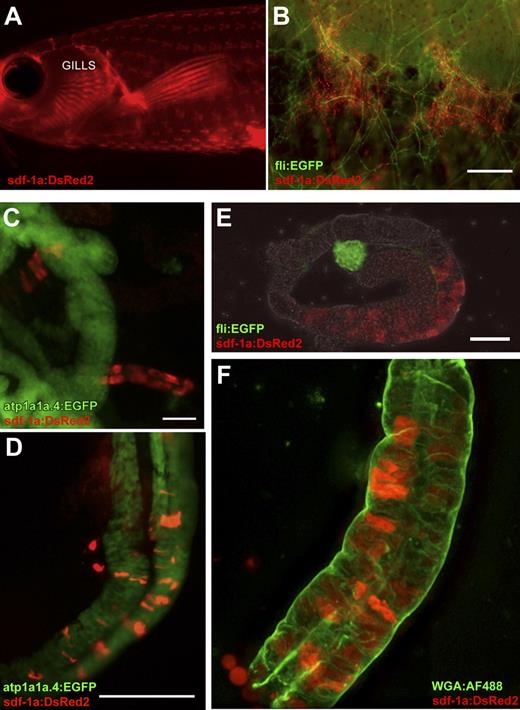 Figure 4. sdf-1a expression reported by Tg(sdf-1a:DsRed2). (A) In vivo fluorescence signal reporting sdf-1a expression in the adult transgenic, revealing expression in the skin and gills (imaged with a Leica MZ FLIII fluorescence stereomicroscope). (B) In vivo sdf-1a:DsRed2 (red) indicates sdf-1a expression in chevron-shaped structures in the skin, and fli:EGFP (green) expression marks vessels in a double transgenic fish with both reporters. Bar represents 200 μm. (C) sdf-1a:DsRed2 expression in renal tubules that do not report expression of atp1a1a.4, in a fish transgenic for both reporters. Bar represents 50 μm. (D) sdf-1a:DsRed2 expression in distal renal tubules that also express atp1a1a.4, in a fish transgenic for both reporters. Bar represents 125 μm. (E) fli:EGFP expression marking vessels of a glomerulus, and sdf-1aDsRed2 expression in an immediately adjacent (proximal) renal tubule of a transgenic fish with both reporters, imaged in PBS. Bar represents 50 μm. (F) An isolated kidney tubule showing sdf-1a:DsRed2 signal in renal tubule cells. Green represents WGA-AF488 applied to fresh tubules at 10 μg/mL for 20 minutes on ice (a concentration calculated to produce widespread nonspecific labeling for purposes of revealing basic tubule morphology). After staining, specimen was rinsed in PBS and immediately imaged in glycerol compressed between 2 glass coverslips, using a 40× oil-immersion objective.