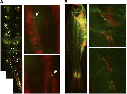 Figure 5. After HCT, donor cells migrate to sdf-1a:DsRed2 structures in recipients. (A) Photo composite of images taken with a 10×/0.3 NA objective of an ex vivo kidney of Tg(sdf-1a:DsRed2) 4 days after preconditioning with 30 Gy cesium radiation and 2 days after transplant with 100 000 Green Glofish MyeloMonocyte cells. For clarity, locations of donor-derived GFP+ cells are marked with a white dot (left panel). GFP+ donor-derived cells can be found adjacent to sdf-1a:DsRed2+ tubules. Photos taken with a 40×/0.6 NA objective (right panels). (B) Photo composite of a Tg(sdf-1a:DsRed2) fish 5 days after preconditioning with 25 Gy x-ray radiation and 3 days after transplantation with 1 × 106 Green Glofish WKM cells. Photos taken with a Leica M165 FC fluorescent microscope, Planapo 1.6×/.05 NA objective, Leica DFC340 FX camera, and Leica Application Suite software (left), and detail of regions of concentrated localizations of sdf-1a:dsRed cells and GFP+ donor-derived cells. Photos taken with a 10×/0.3 NA objective and IP Lab V4.0.8 acquisition software (right).