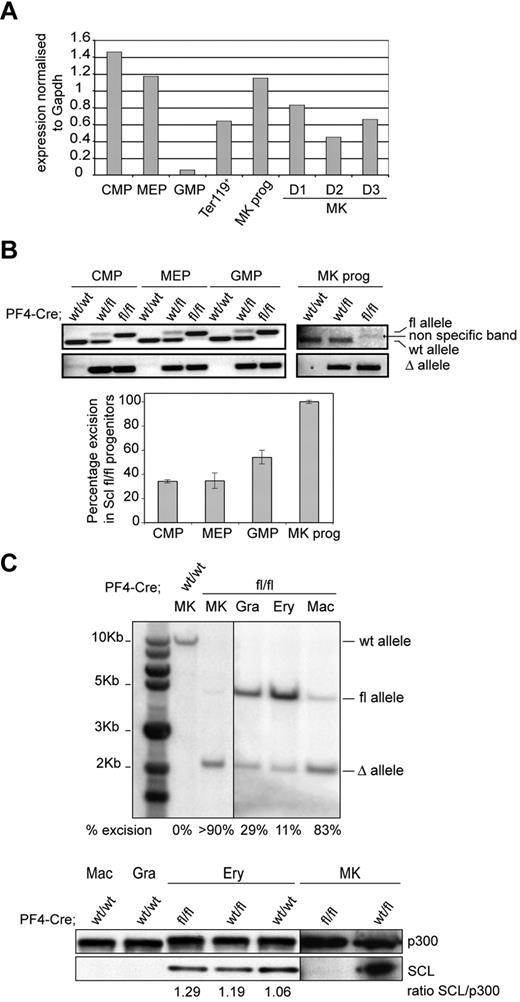 Figure 1. Complete absence of SCL protein in Cre;Sclfl/fl MKs. (A) Analysis of Scl mRNA levels in hematopoietic cells. RNA was isolated from wild-type C57Bl/6 bone marrow progenitor populations (CMP, MEP, GMP, and MkP) as well as from mature hematopoietic cells (Ter119+ splenocytes; bone marrow MKs cultured in vitro for the indicated number of days D1-D3). Quantitative reverse transcription PCR was performed using Scl-specific primers. The y-axis represents the enrichment in cDNA sequences normalized to Gapdh gene control sequences. (B) Analysis of PF4-Cre–mediated excision of Scl floxed alleles in hematopoietic progenitor compartments. (Top) PCR reactions showing amplification of floxed, wild-type (fl and wt, top panel), and excised (Δ, bottom panel) alleles from material isolated from CMP, MEP, GMP, and MkPs purified from Cre;Sclwt/wt, Cre;Sclwt/fl, and Cre;Sclfl/fl bone marrows, as indicated. (Bottom) Semiquantitative PCR reaction measuring the percentage of excision of Scl floxed alleles in Cre;Sclfl/fl progenitors (supplemental Methods). Data are the mean ± SD of 2 independent experiments. (C) SCL protein is not expressed in Cre;Sclfl/fl MKs. (Top) Southern blot analysis of genomic DNA isolated from purified Cre;Sclfl/fl hematopoietic cells. Gra indicates granulocytes; Ery, erythroid cells; and Mac, macrophages. Percentages of excision of the Scl floxed alleles are indicated. MKs from Cre;Sclwt/wt mice served as controls. (Bottom) Nuclear extracts from hematopoietic cells derived from Cre;Sclwt/wt, Cre;Sclwt/fl, and Cre;Sclfl/fl were analyzed by Western blotting for SCL expression. P300 was used as loading control. Vertical lines have been inserted to indicate repositioned gel lanes.
