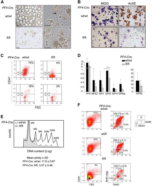 Figure 4. Cre;Sclfl/fl MKs display several maturation defects. (A) Bone marrow cells derived from 5-FU–treated mice (Cre;Sclwt/wt and Cre;Sclfl/fl, as indicated) were cultured in TPO-containing medium for 3 days. The morphology of cells at day 3 of culture is shown. The arrow points to a wild-type MK shading platelets. Images of MK culture were taken using an inverted IX51 Olympus microscope with a Jenoptik C14 camera. Openlab, Version 3 software (Improvision) was used for image acquisition, and images were exported into Adobe Photoshop, Version CS2 (Adobe Systems). Scale bars represent 50 μm. (B) The cultures shown in panel A are stained with May-Grunwald-Giemsa (left) and for AChE activity (right). The photographs were taken using an Olympus BX60 microscope with a Qimaging camera. Openlab, Version 3 software (Improvision) was used for image acquisition, and images were exported into Adobe Photoshop, Version CS2 (Adobe Systems). Scale bars represent 20 μm. (C) CD41 expression was analyzed by flow cytometry in MKs derived from 5-FU–treated mice (top) and peripheral blood (bottom). Genotypes are as indicated. (D) Real-time quantitative PCR expression analysis of MK-specific genes. MKs were derived from Cre;Sclwt/wt (black bars) and Cre;SCLfl/fl (gray bars) 5-FU–treated mice. The y-axis represents enrichment in cDNA sequences normalized to Gapdh gene control sequences. Data are the mean ± SD of 7 independent experiments. *P < .01. (E) Analysis of the ploidy of Cre;Sclwt/wt and Cre;Sclfl/fl MKs. Bone marrow cells derived from 5-FU–treated mice were stained using propidium iodide and ploidy analyzed by flow cytometry on the CD41+ population. Peaks representing each ploidy class are labeled. Hatched histogram represents Cre;Sclfl/fl; and empty histogram, Cre;Sclwt/wt. One representative experiment of 3 is shown; the mean ploidy ± SD of all 3 experiments is shown. P < .01. (F) Cell-cycle analysis of CD41+ cells. Cre;Sclw/wt, Cre;Sclwt/fl, and Cre;Sclfl/fl bone marrow MkPs were purified, cultured for 4 days, and cell-cycle phases determined by analysis of BrdU incorporation and 7-amino-actinomycin D staining. The percentage of CD41+ cells in each culture is shown on the left. The percentage of cells in G0/G1, S, and G2M phases is shown on the right. One representative experiment of 3 is shown. The percentage (mean ± SD) of the cells in S phase in the 3 experiments is in parentheses. P = .006.