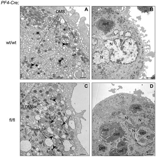 Figure 5. SclΔ/Δ MKs show ultrastructural defects. Cre;Sclwt/wt (A-B) and Cre;Sclfl/fl (C-D) bone marrow MKs were analyzed by electron microscopy. Note the absence of organized DMS in mutant MKs. Note the presence of 6 cells within the mutant MK (emperipolesis). N indicates polylobulated nucleus; and ER, endoplasmic reticulum. Arrowheads indicate α-granules; and arrows, crystalline structure. (A,C) Scale bars represent 500 nm. (B,D) Scale bars represent 2 μm.