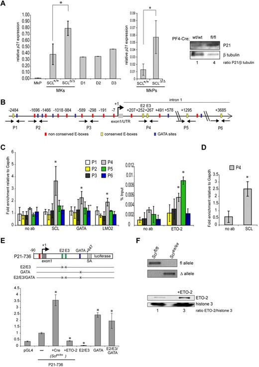 Figure 6. p21 is a direct target of SCL. (A) Analysis of p21 levels in MKs. (Left and middle panels) Quantitative reverse transcription PCR was performed using p21-specific primers. The y-axis represents the enrichment in cDNA sequences normalized to Gapdh gene control sequences. Data are the mean ± SD of 2 independent experiments. *P = .04. (Left panel) RNA was isolated from wild-type MkPs and MKs subsequently cultured in vitro for the indicated number of days (D1-D3) as well as from Cre;Sclfl/fl and Cre;Sclwt/wt MKs (SclΔ/Δ and Scl+/+, respectively). (Middle panel) RNA was isolated from sorted Cre;Sclfl/fl and Cre;Sclwt/wt MkPs. (Right panel) Western blot analysis of P21 levels in Cre;Sclfl/fl and Cre;Sclwt/wt MKs showing a 4-fold increase in P21 protein in mutant MKs. β-tubulin served as loading control. (B) Schematic representation of the mouse p21 proximal promoter and part of the first intron. The location of E-box (CANNTG, red and yellow boxes) and GATA (WGATAR, blue boxes) motifs is indicated in base pairs relative to the transcription start site (+1). The E-boxes E2 (+252) and E3 (+267) and the GATA motif (+578) are the sites mutagenized in the transactivation assays (see panel E). P1 to P6 show the location of the primer pairs designed for real-time PCR (not to scale). (C) ChIP analysis over the p21 locus using material isolated from MKD1 cells and antibodies as indicated in the figure. Data are the mean ± SD of 5 to 7 independent experiments; enrichment over no antibody. *P < .044. P1-P6 represents the genomic regions analyzed, as shown in panel B. (D) Same as in panel C, but chromatin was isolated from primary MKs derived from 5-FU–treated mouse bone marrow. Data are the mean ± SD of 3 independent experiments (enrichment over no antibody). *P = .006. (E) Transactivation assays in MKD1 cells. (Top) The luciferase gene is under control of a 736-bp fragment of the p21 promoter, including part of the first intron (p21-736). SA is a 225-bp splice acceptor sequence from the p21 gene subcloned upstream of the luciferase gene to allow for splicing. The constructs E2/E3, GATA, and E2/E3/GATA bear mutations in the 2 conserved E-boxes and GATA motif located in intron 1 as shown. The graph represents relative luciferase activity measured in MKD1 cells nucleotransfected with the wild-type reporter (P21-736, —) or mutated versions as indicated. The P21-736 construct was also assayed in MKD1 cells on Cre-mediated excision of the Scl floxed alleles (+Cre, Sclex/ex) and overexpression of ETO2 (+ETO2). Data are mean ± SD of 3 or 4 independent experiments performed in duplicate. *P < .01 (vs control cells transfected with p21-736 construct). (F; Top) PCR showing amplification of the floxed (fl) and excised (Δ) alleles in MKD1 cells (Sclfl/fl) and after Cre-mediated excision (Sclex/ex). (Bottom) Western blot analysis of ETO2 expression in MKD1 cells and after overexpression of ETO2 (+ETO2, 3-fold increase in ratio ETO2/histone H3). Histone H3 served as a loading control.