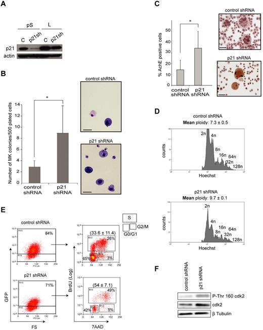 Figure 7. p21 knock-down in Cre;Sclfl/fl restores aspects of megakaryopoiesis. (A) Western blot analysis showing reduced levels of P21 in NIH3T3 cells on transfection of p21 shRNA expression vectors: pS indicates pSuper vector; and L, lentiviral vector subsequently used to infect primary MKs. C indicates control shRNA (scrambled p21 shRNA sequence); p21sh, p21 shRNA; and actin, loading control. Efficacy of p21 shRNA sequences is observed with both vectors. (B) Colony assays. Bone marrow MkPs purified from Cre;Sclfl/fl homozygous mice were infected with p21 shRNA-expressing lentivirus or control vector. Day 2 GFP+ cells were plated in methylcellulose. MK colonies were scored at day 7. Data are the mean ± SD of 3 independent experiments performed in triplicate. *P = .01. (Right) Representative MK colonies. The photographs were taken using an Olympus BX60 microscope with a Qimaging camera. Openlab, Version 3 software (Improvision) was used for image acquisition, and images were exported into Adobe Photoshop, Version CS2 (Adobe Systems). Scale bars represent 20 μm. (C) Cre;Sclfl/fl MkPs were transduced with p21 shRNA-expressing lentivirus or control vector. Day 2 GFP+ cells were grown in TPO-containing medium and assayed for AChE activity 4 days later. Data are the mean ± SD of 3 independent experiments. *P = .08. (Right) Representative MKs. The photographs were taken using an Olympus BX60 microscope with a Qimaging camera. Openlab, Version 3 software (Improvision) was used for image acquisition, and images were exported into Adobe Photoshop, Version CS2 (Adobe Systems). Scale bars represent 40 μm. (D) Analysis of the ploidy of Cre;Sclfl/fl MKs transduced with p21 shRNA-expressing lentivirus or control vector on the GFP+CD41+ population. Peaks representing each ploidy class are labeled. One representative experiment of 3 is shown as well as the mean ploidy ± SD of the 3 independent experiments. P < .05. (E) Cell-cycle analysis. Day 2 transduced Cre;Sclfl/fl MkPs were sorted for GFP expression and expanded for 4 days. Cell-cycle phases were determined by analysis of BrdU incorporation and 7-amino-actinomycin D staining on CD41+ GFP+ gated cells. The percentage of cells in G0/G1, S, and G2M phases is shown. One representative experiment of 4 is shown. The mean (± SD) percentage of cells in S phase of the 4 experiments is shown in parentheses. P = .001. (F) Knockdown of P21 in mutant MkPs increases CDK2 phosphorylation on Thr 160 (P-Thr 160). Cre:Sclfl/fl MkPs expressing control shRNA or p21 shRNA sequences were lysed and subject to immunoblotting analyses using specific antibodies against CDK2 and P-Thr 160 CDK2. β-tubulin was used as a loading control. Increase in CDK2 phosphorylation in mutant sample (1.5- to 2-fold) was calculated after normalization for the amount of total CDK2.