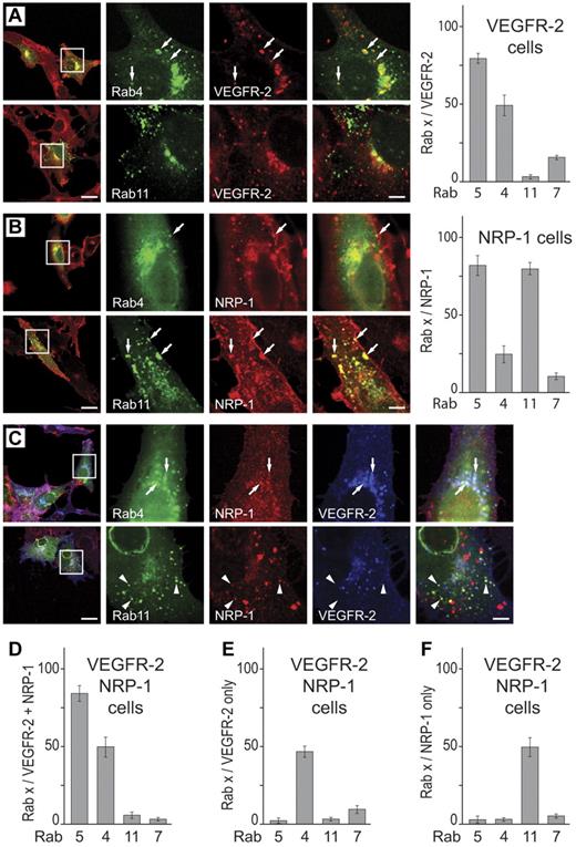 Figure 2. Localization of VEGFR-2 and NRP-1 in unstimulated PAEC. Cells stably expressing VEGFR-2 and/or NRP-1 were transiently transfected with constitutively active Rab constructs. Images for Rab5 and Rab7 are given in supplemental Figure 1. The quantification shows percentage of VEGFR-2 or NRP1-positive vesicles that were also positive for the indicated Rab. (A) VEGFR-2 predominantly localized to Rab4 and Rab5 vesicles in cells overexpressing VEGFR-2 only (arrows); no colocalization with Rab11 was observed. (B) NRP-1 was predominantly localized in Rab5 and Rab11 vesicles, with a minor population in Rab4 vesicles in cells expressing NRP-1 only (arrows). (C) In cells coexpressing VEGFR-2 and NRP-1, a fraction of VEGFR-2 and NRP-1 colocalized in Rab5 and Rab4 vesicles (Figure 1C arrows, quantified in Figure 1D) whereas the individual receptors were found in Rab4 and Rab11 vesicles, respectively (Figure 1C, quantified in Figure 1E-F). Scale bar: 20 μm (insets: 5 μm).