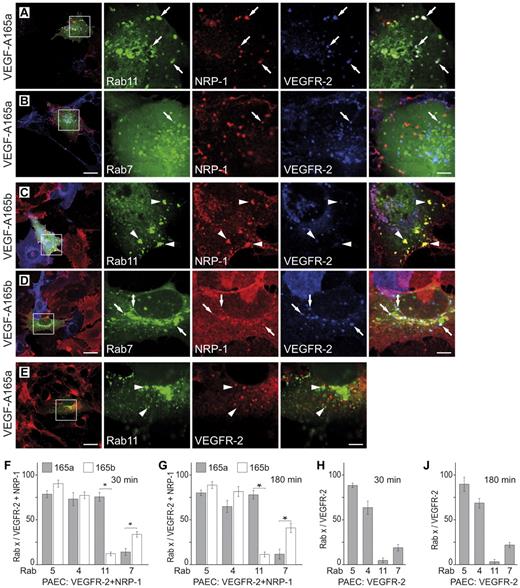 Figure 3. VEGFR-2 is relocalized to Rab11 vesicles on interaction with NRP-1 in VEGF-A165a stimulated cells. PAECs expressing VEGFR-2 and NRP-1 (A-D) or VEGFR-2 alone (E) were transiently transfected with the indicated Rab constructs. Cells were stimulated with VEGF-A165a (A-B-E) or VEGF-A165b (C-D) for 180 minutes. Arrows indicate vesicles positive for the indicated Rab, VEGFR-2, and NRP-1. Arrowheads indicate Rab11 vesicles that are VEGFR-2 negative. Quantification of the data shows mean ± SD, n = 3; *P < .01 (paired Student t test). Images for Rab5 and Rab4 transfected and for cells stimulated for 30 minutes are given in supplemental Figure 2. Scale bar: 20 μm (insets: 5 μm).