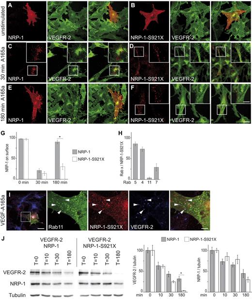 Figure 4. The PDZ binding motif of NRP-1 is required for recycling of VEGFR-2/NRP-1 complexes to the plasma membrane through the Rab11 compartment. PAECs expressing VEGFR-2 were transiently transfected with either full-length NRP-1 (A,C,E) or NRP-1-S921X (B-D-F). Cells were analyzed before (A-B), 30 minutes (C-D), and 180 minutes after stimulation with VEGF-A165a (E-F). (G) Quantification of panels A through F (*P < .01; paired Student t test). (H-I) PAECs expressing VEGFR-2 were transiently transfected with NRP-1-S921X and fluorescently tagged Rab GTPase constructs. Cells were stimulated for 10 minutes with VEGF-A165a. No colocalization of NRP-1-S921X with Rab11 was found. Arrowheads indicate vesicles that are positive for NRP-1 and VEGFR-2, but negative for Rab11. Scale bar: 20 μm (insets: 5 μm). Quantification revealed that NRP-1-S921X is not able to enter the Rab11 compartment. Images of Rab11 transfected cells are shown in panel (I), images of all other Rab GTPases stimulated for various time points are shown in supplemental Figure 5. (J) Degradation of VEGFR-2 is slower in the presence of wild-type NRP-1. VEGFR-2 was nearly completely degraded in the presence of NRP-1-S921X after 180 minutes whereas > 30% of VEGFR-2 remained in the presence of NRP-1 (mean ± SD, n = 3; *P < .05; paired Student t test).