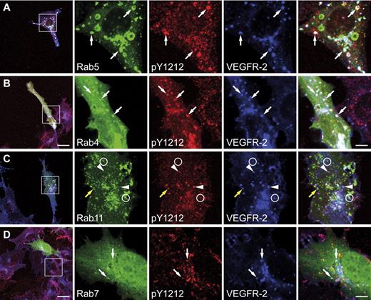Figure 6. VEGFR-2 in Rab11 vesicles is dephosphorylated. PAECs expressing VEGFR-2 and NRP-1 were transiently transfected with the indicated Rab constructs and stimulated with VEGF-A165a for 30 minutes. Y1212-phosphorylated VEGFR-2 was present in Rab5, Rab4, and Rab7 vesicles (white arrows in panels A,B,D). Similar results were observed for Y1175 phosphorylation (supplemental Figure 5A). (C) No phosphotyrosine signal was observed for VEGFR-2 localized in Rab11 vesicles although the receptor localized to these vesicles (circles). Phosphorylated VEGFR-2 was found in these cells (arrowheads), sometimes in vesicles in close proximity to Rab11 vesicles (yellow arrow). Scale bar: 20 μm (insets: 5 μm).