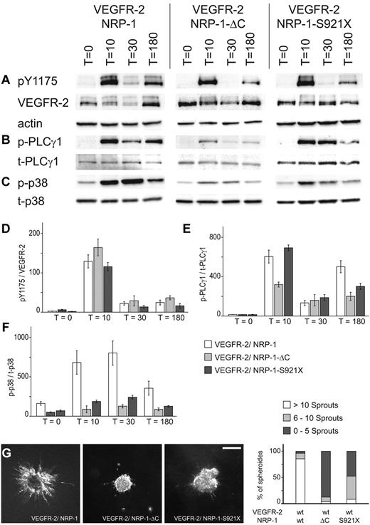Figure 7. Modulation of VEGFR-2 signal output by the wild-type tail of NRP-1. PAEC expressing VEGFR-2 and NRP-1 were stimulated with VEGF-A165a and harvested at the indicated time points. Signaling was monitored with the indicated antibodies. Data were normalized to PAEC expressing only VEGFR-2 (not shown). (A-D) The relative VEGFR-2 phosphorylation was similar in all cell lines. (B-E) Full activation of PLCγ-1 was still observed by the mutant NRP-1-S921X. (C-F) p38 is only fully activated when the complete cytoplasmic tail is present. (G) Spheroids assembled of PAEC expressing VEGFR-2 and the indicated NRP-1 isoform were stimulated for 24 hours with VEGF-A165a and then analyzed. Only the full-length form of NRP-1 led to robust sprouting of spheres. Scale bar: 200 μm.
