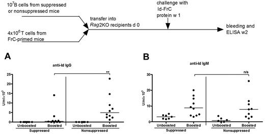 Figure 2. Id-specific IgG+ B cells are lost irreversibly, but IgM+ B cells are unaffected by “helpless” Id antigen. Purified B cells (107) from either suppressed or nonsuppressed donor mice were mixed with 4 × 106 FrC-primed purified CD4+ T cells and injected into Rag2KO recipients. One week after transfer, mice in each recipient cohort were divided into 2 groups and one was challenged with 100 μg Id-FrC fusion protein (suppressed, n = 10; nonsuppressed, n = 9). The remaining groups were unchallenged controls. Mice were bled a week later, and sera were analyzed for anti-Id IgG (A) and IgM (B) by ELISA. The horizontal bars represent median values. These are combined data of 2 independent experiments. **Statistical significance (P < .01). n/s indicates not significant.