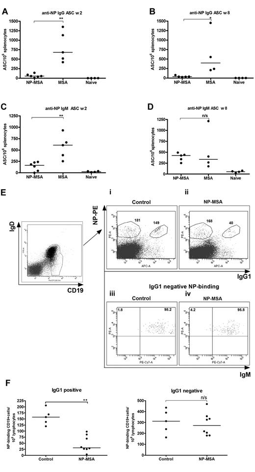 Figure 4. Permanent suppression of NP-specific IgG+ memory cells and transient suppression of IgM memory B cells caused by “helpless” antigen NP-MSA. Mice were primed with NP-KLH in alum; and 6 weeks later, mice were injected with NP-MSA (n = 6) or unhaptenated MSA (n = 5, week 2; n = 4, week 8). Two or 8 weeks later, mice were boosted with 20 μg of NP-KLH and ELISPOT was performed after 4 more days. Initially (week 2), suppression of both IgG+ (A) and IgM+ (C) B cells was observed. By week 8, whereas IgG+ memory cells remain suppressed (B), IgM memory recovered (D). Horizontal bars represent median values. **Statistical significance (P < .01). *Statistical significance (P < .03). n/s indicates not significant. These data are representative of 2 independent experiments. (E-F) Loss of NP-specific IgG+ memory cells after exposure to “helpless” antigen. Mice were primed and boosted with NP-KLH and then injected either with 200 μg of NP-MSA or 200 μg MSA (control) 3 weeks later. After a further 6 days, splenocytes were taken and analyzed by FACS. B cells were gated on CD19 and the IgD+ and IgD− populations and then analyzed further for antigen binding and for expression of IgG1. (E) Representative FACS profile showing loss of NP-specific IgG1+ but not IgG− B cells in mice injected with NP-MSA versus those injected with MSA (i-ii). The numbers of NP-specific B cells (gated) per 106 lymphocytes (i-ii) are shown. IgG− NP binding cells were positive for surface IgM in both controls and mice injected with NP-MSA (iii-iv). The quadrant statistics of IgG1− gates are shown (iii-iv). (F) Enumeration of NP-specific IgG+ and IgG− memory cells in the 2 groups. Horizontal bars represent median values. **Statistical significance (P < .01). These are combined data of 2 independent experiments.