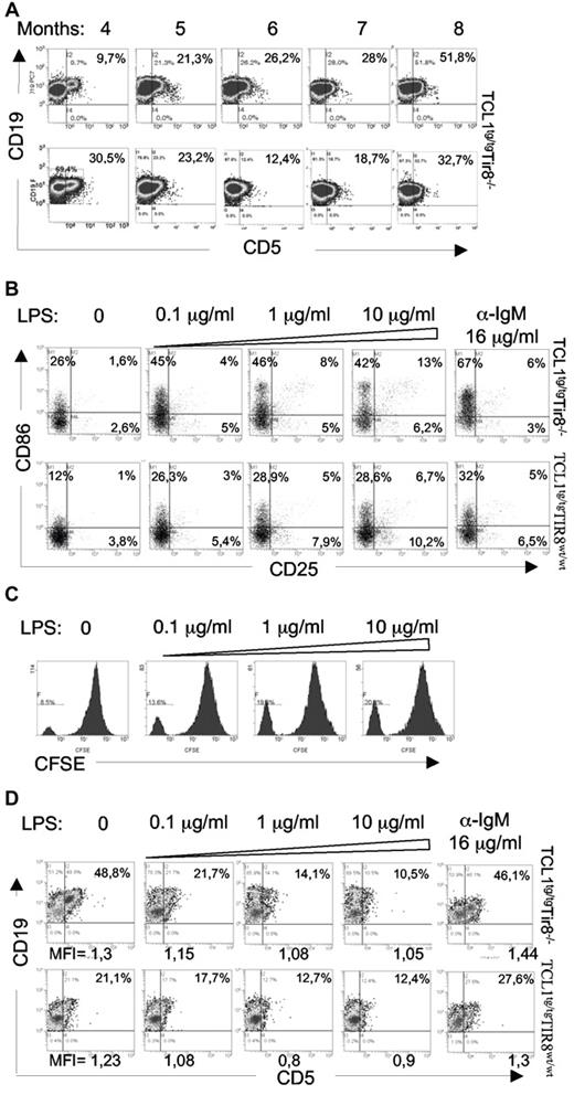 Figure 6. In vitro TLR-mediated downmodulation of CD5 expression on leukemic cells. (A) TCL1tg/tgTIR8−/− mice were monitored during time (months indicated) by flow cytometry analysis of Peripheral Blood (PB) to detect leukemic clone (CD19+CD5+). 2 representative analysis (lower panel with CD5 downmodulation) of TCL1tg/tg/TIR8−/− mice are shown (n = 6). (B) CD19+enriched splenocytes from TCL1tg/tgTIR8wt/wt and TCL1tg/tg/TIR8−/− mice were cultured in vitro with increasing amounts of LPS or anti-IgM for 24 hours and analyzed by flow cytometry CD25 and CD86 expression. One representative experiment is shown (n = 5 each group). (C) CD19+ enriched splenocytes from TCL1tg/tgTIR8wt/wt mice were stained with CFSE and cultured in vitro with increasing amounts of LPS for 5 days. Flow cytometry analysis of CFSE dilution revealed a peak of proliferation in leukemic cells that was augmented by LPS treatment. One representative plot shown (n = 3). (D) CD19+enriched splenocytes (the same as in panel B) from TCL1tg/tgTIR8wt/wt and TCL1tg/tg/TIR8−/− mice were cultured in vitro with increasing amounts of LPS or anti-IgM for 24 hours and analyzed by flow cytometry for CD19 and CD5 expression. One representative experiment is shown (n = 5 each group). Mean fluorescence intensity (MFI) of CD19+CD5+ cells are indicated.