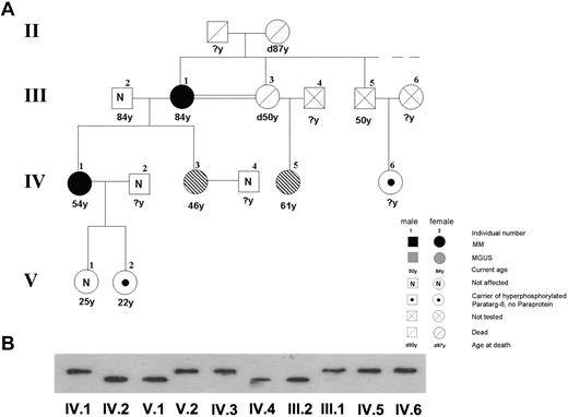 Figure 1. Pedigree of members of family 4, including 2 patients with MM and 2 with MGUS with a P-8 specific paraprotein carrying the hyperphosphorylated P-8. (A) The pedigree shows the family (family 4) of 2 patients with MM (III.1 and IV.1) and 2 patients with MGUS (IV.3 and IV.5), all having P-8 reactive paraproteins and carrying the hyperphosphorylated state of this protein. The pedigree is a part of a pedigree previously published.6 (B) Immunostaining of lysate bands derived from whole peripheral blood lysates from family members carrying wild-type (III.2, IV.2, IV.4, and V.1) and hyperphosphorylated P-8 (III.1, IV.1, IV.6, and V.2) after IEF. The numbers indicate family members in different generations.
