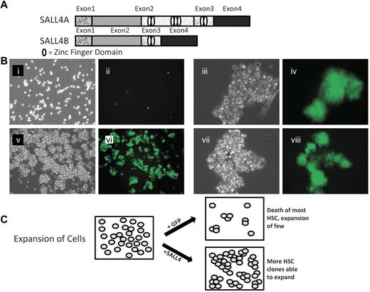 Figure 1. SALL4 isoforms and SALL4-transduced HSC expansion. (A) Schematic diagram of the SALL4A and SALL4B isoforms demonstrating the variable number of zinc-finger domains possessed by each. The HSCs were transduced with either the SALL4A or SALL4B gene using a lentiviral transfection system. (B) Bright field and fluorescent images of human bone marrow CD34+ cells transduced with GFP (i-ii, 10×) or representative SALL4 isoform B (v-vi, 10×) 9 days after infection. Initially, 50 000 CD34+/CD38− cells were plated. High magnification of SALL4B-transduced HSC clusters (iii,iv,vii,viii, 40×). The GFP cell clusters signified positive overexpression of SALL4B. With SALL4B overexpression, HSC cell clusters are able to survive and are rapidly expanding at 9 days after infection. (C) Model of SALL4-mediated ex vivo HSC expansion. The primary culture was divided and transduced with a SALL4 or GFP control. The viable HSCs without SALL4 overexpression decreased in number because of differentiation or death leading to a net HSC decline. In contrast, HSCs in which SALL4 was overexpressed, many clones were able to survive and expand in the culture. A net HSC expansion was exhibited with numerous expanding clusters throughout the culture.